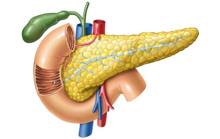 Pancreas-anatomy-720x457